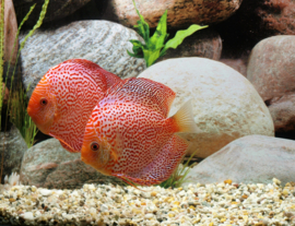 Symphysodon /  Stendker Discus Red Leopard