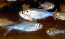 thayeria boehlkea fredcochui / Blauwe tetra