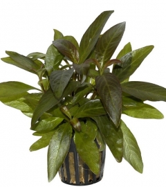 HYGROPHILA CORYMBOSA THAILAND