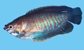 Colisa Fasciata / Reuzengourami