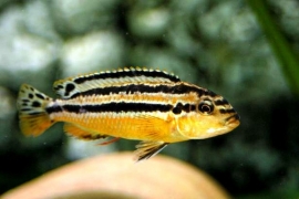 Melanochromis Auratus / Malawi Cichlide