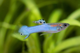 Poecilia endleri / Endler guppy Blue Snakeskin