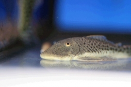 L 148 Chaetostoma Punctatus / Pantsermeerval