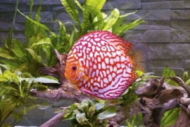 Symphysodon / Stendker Discus Checkerboard