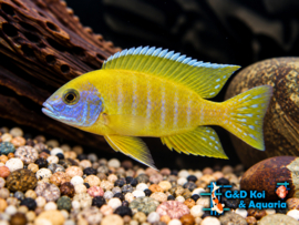 Aulonocara stuartgranti maleri gold