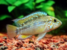 Apistogramma Algodon / dwergcichlide