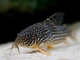 Corydoras Sterbai / Pantsermeerval