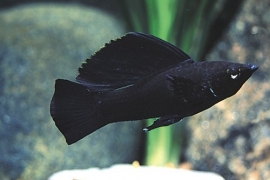 Poecilia Velifera Black / Hoogvinkarper Zwart