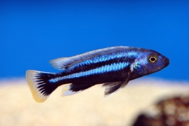 Melanochromis chipokee