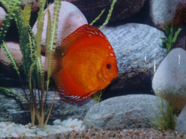 Symphysodon / Stendker Discus Marlboro Rood