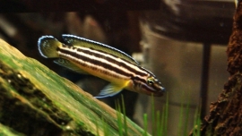 Julidochromis regani / tanganyika cichlide