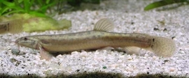 Misgurnus Anguillicaudatus / weeraal