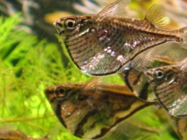 Carnegiella marthae  / Bijlzalm gestreept
