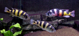 Haplochromis Obliquidens Zebra / Zebra Obliquidens