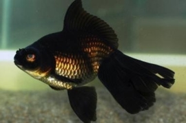 Fancy Goldfish Goudvis zwart Sluierstaart