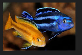 melanochromis johanni / Malawi Cichlide