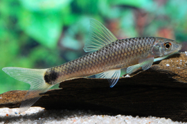 Crossocheilus Reticulatus / Siamese algeneter