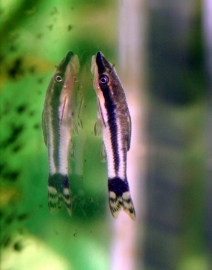 Otocinclus affinis /dwerg algeneter