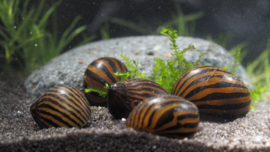 Neritina Natalensis / Zebra Renslak