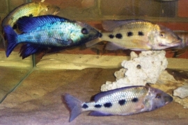 Fossorochromis rostratus / malawi chichlide