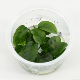 Anubias Nangi In-Vitro cup 100cc