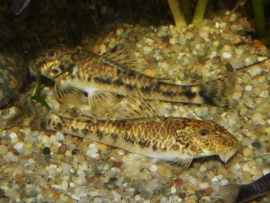 LDA 025 Pitbull Pleco