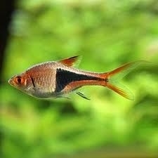 Rasbora heteromorpha / kegelvlek