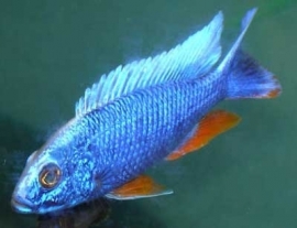 Sciaenochromis fryeri iceberg