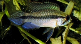 Apistogramma Gephyra / dwergcichlide