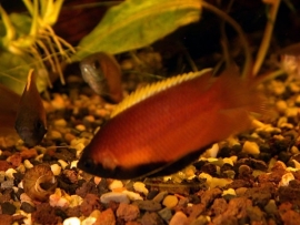 Colisa Chuna / Honing gourami
