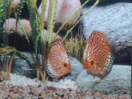 Symphysodon / Stendker Discus Pigeon Blood Zilver