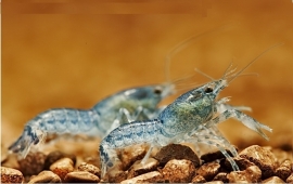 Cambarellus diminutus / dwerg kreeft blauw