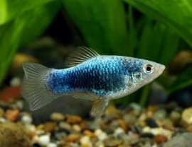 Xipho. Maculatus  Coral blue / Platy Coral blue