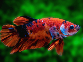 Betta splendens Galaxy Koi Plakat female  / Siamese kempvis vrouw