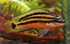 Julidochromis ornatus / Tanganyika cichlide