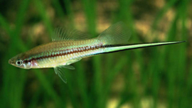 Xipho. Helleri green / zwaarddrager groen