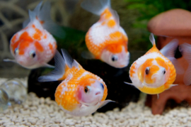 Fancy Goldfish Pearlskin