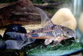 corydoras paleatus longfin / pantsermeerval