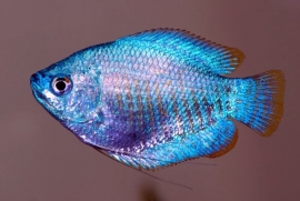 colisa lalia cobalt blue / kobalt dwerg gourami