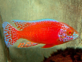 Aulonocara Strawberry Albino