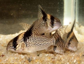 Corydoras brevirostris