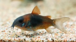 Corydoras  Venezuela Orange / Pantsermeerval