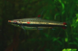 Nannostomus harrisoni