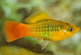 Xipho. Maculatus  Variatus green/ Platy Variatus green