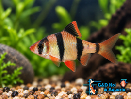 barbus tetrazona / sumatraan