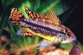 Apistogramma cacatuoides Triple Red / Dwerg cichlide