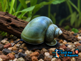 Ampularis Blue / Appelslak Blue