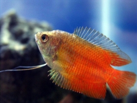 colisa lalia red / dwerg gourami