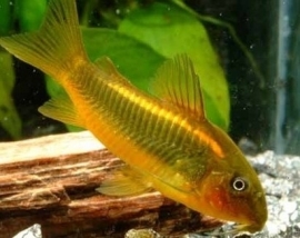 Corydoras Gold Stripe / pantsermeerval