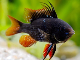 Mikrogeophagus Ramirezi Black Devil / Antennebaars Black Devil